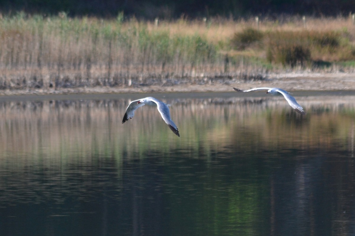 Gaviota de Audouin - ML622141032