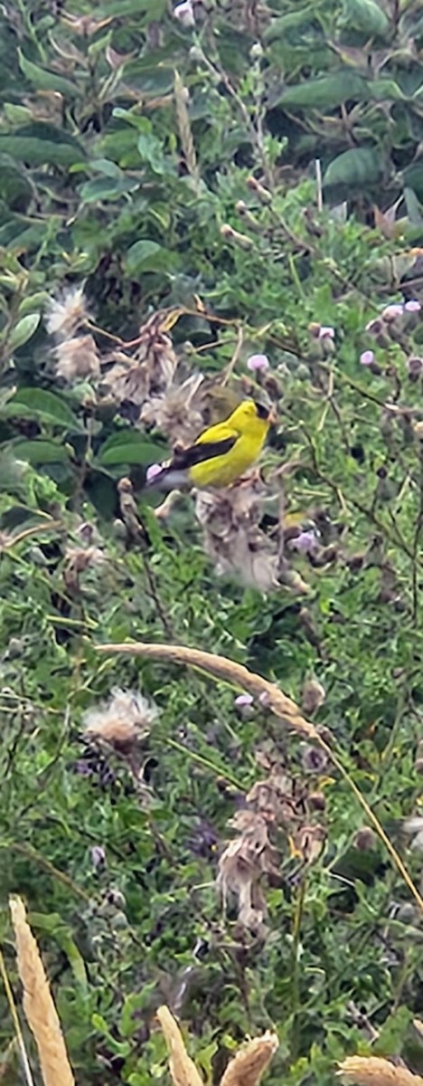 American Goldfinch - ML622141035