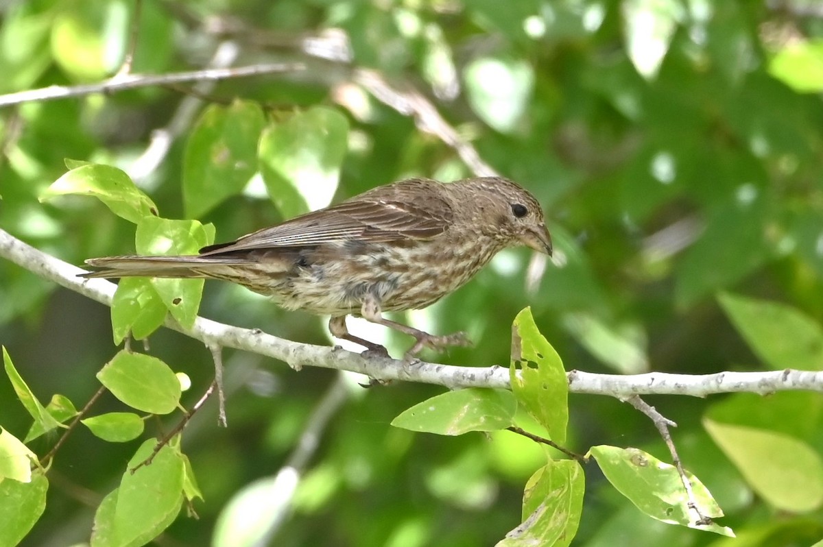 House Finch - ML622141079