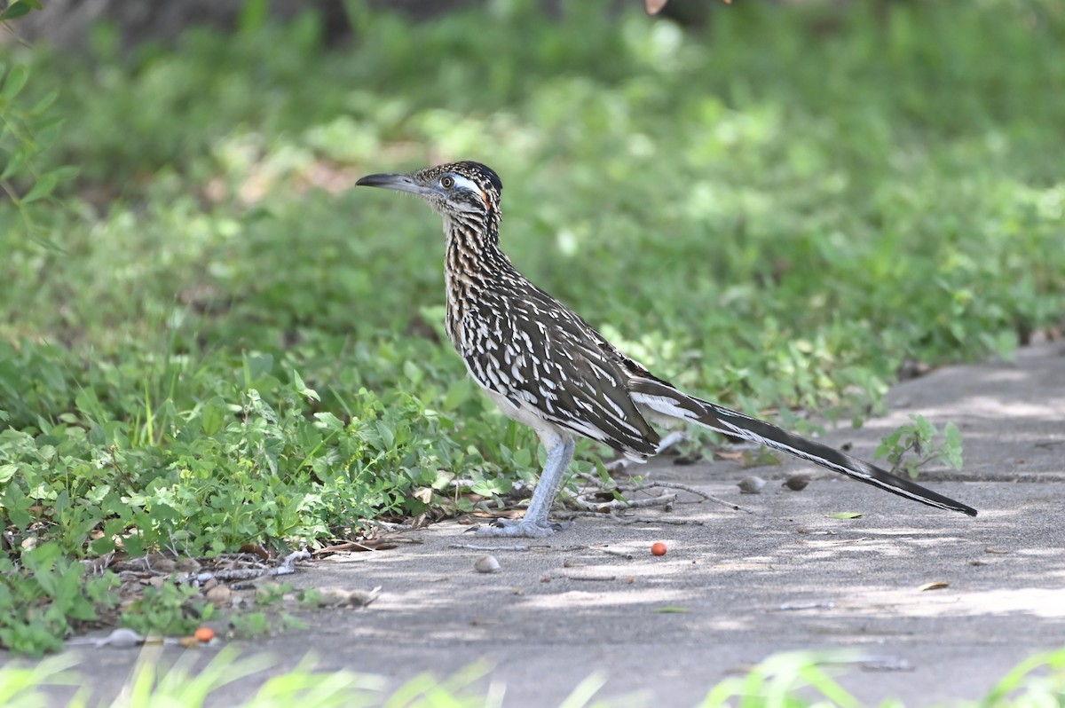 Greater Roadrunner - ML622141095