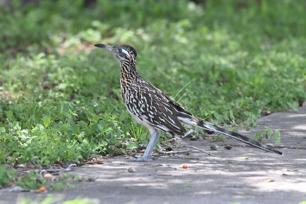 Greater Roadrunner - ML622141096