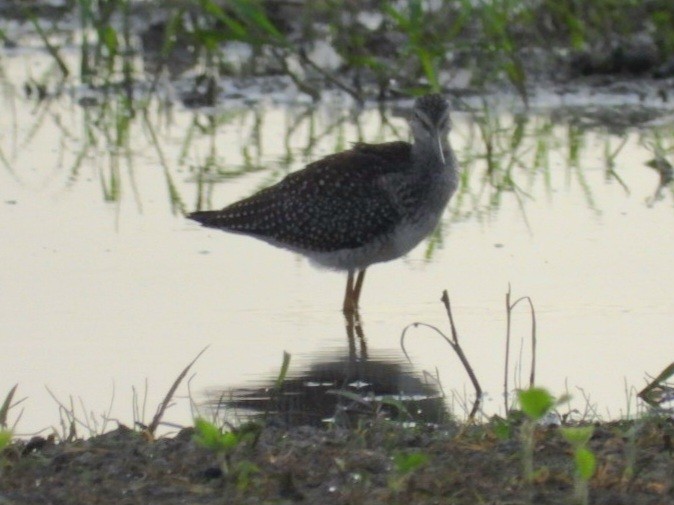 plystresnipe - ML622141115