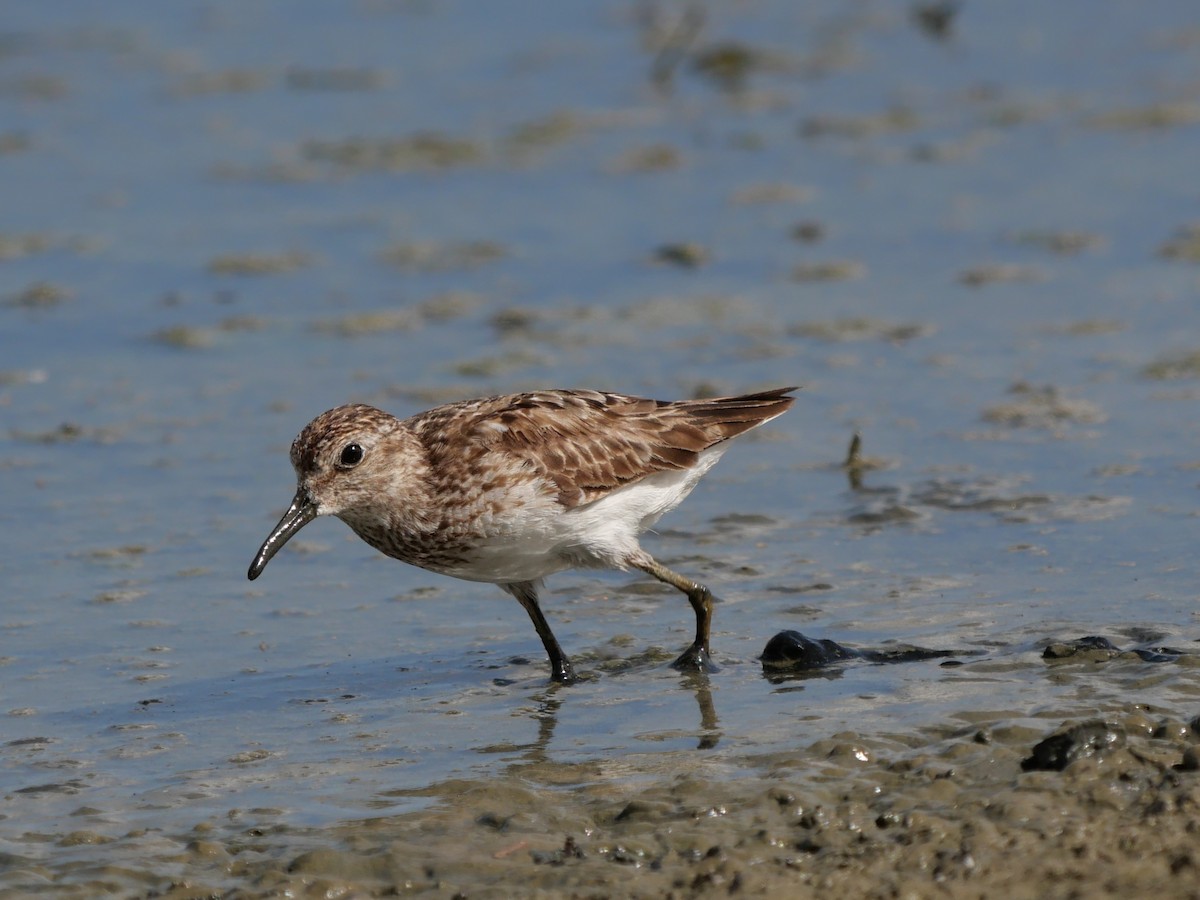 Least Sandpiper - Michelle da Costa Gomez