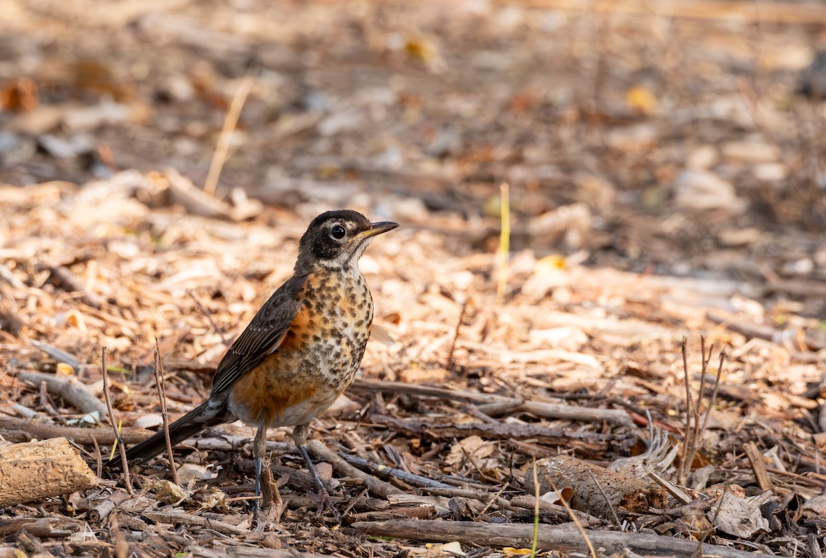 American Robin - Stewart Mayhew