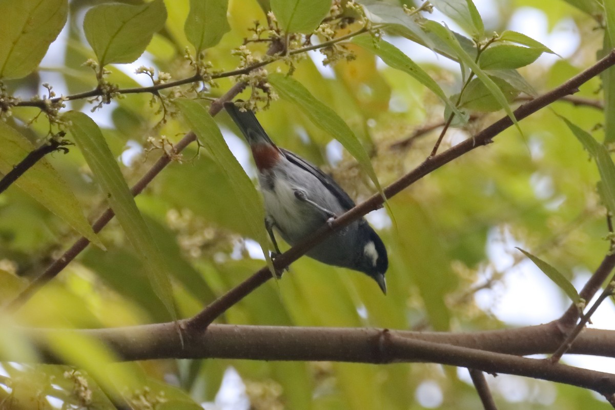 White-eared Conebill - ML622141170