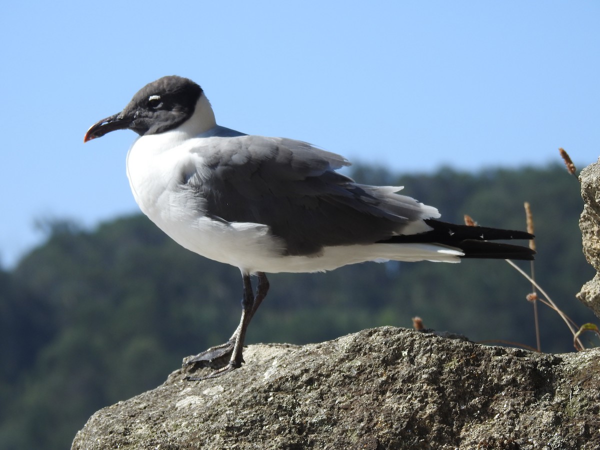 Laughing Gull - Jose Emilio Oti Cabanelas