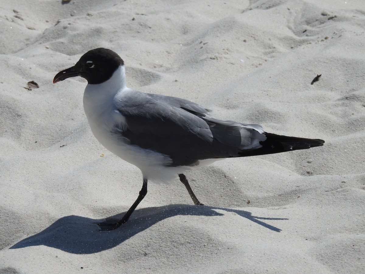Laughing Gull - ML622141213