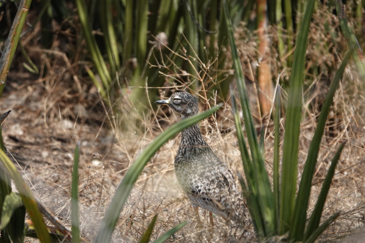 Spotted Thick-knee - ML622141223