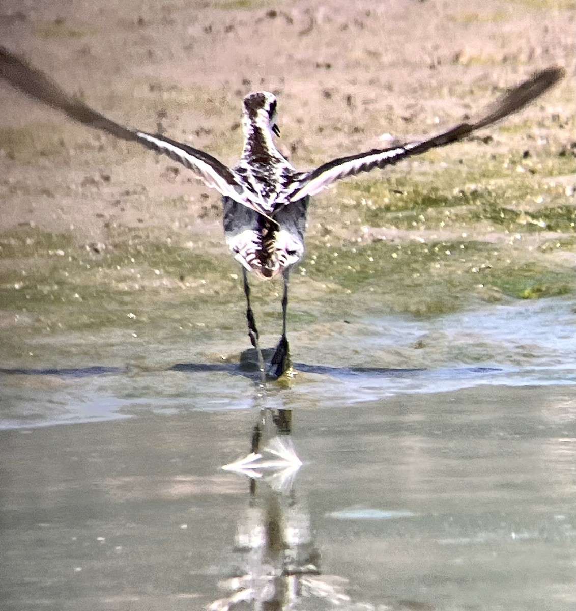 eBird Checklist - 3 Aug 2024 - Navajo SP and Reservoir - 27 species (+1 ...