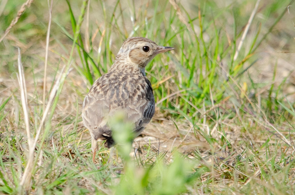 Wood Lark - ML622141231