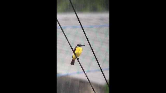 Boat-billed Flycatcher (South American) - ML622141239