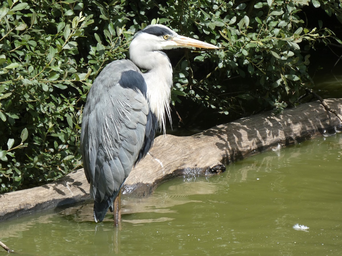 Gray Heron - ML622141293