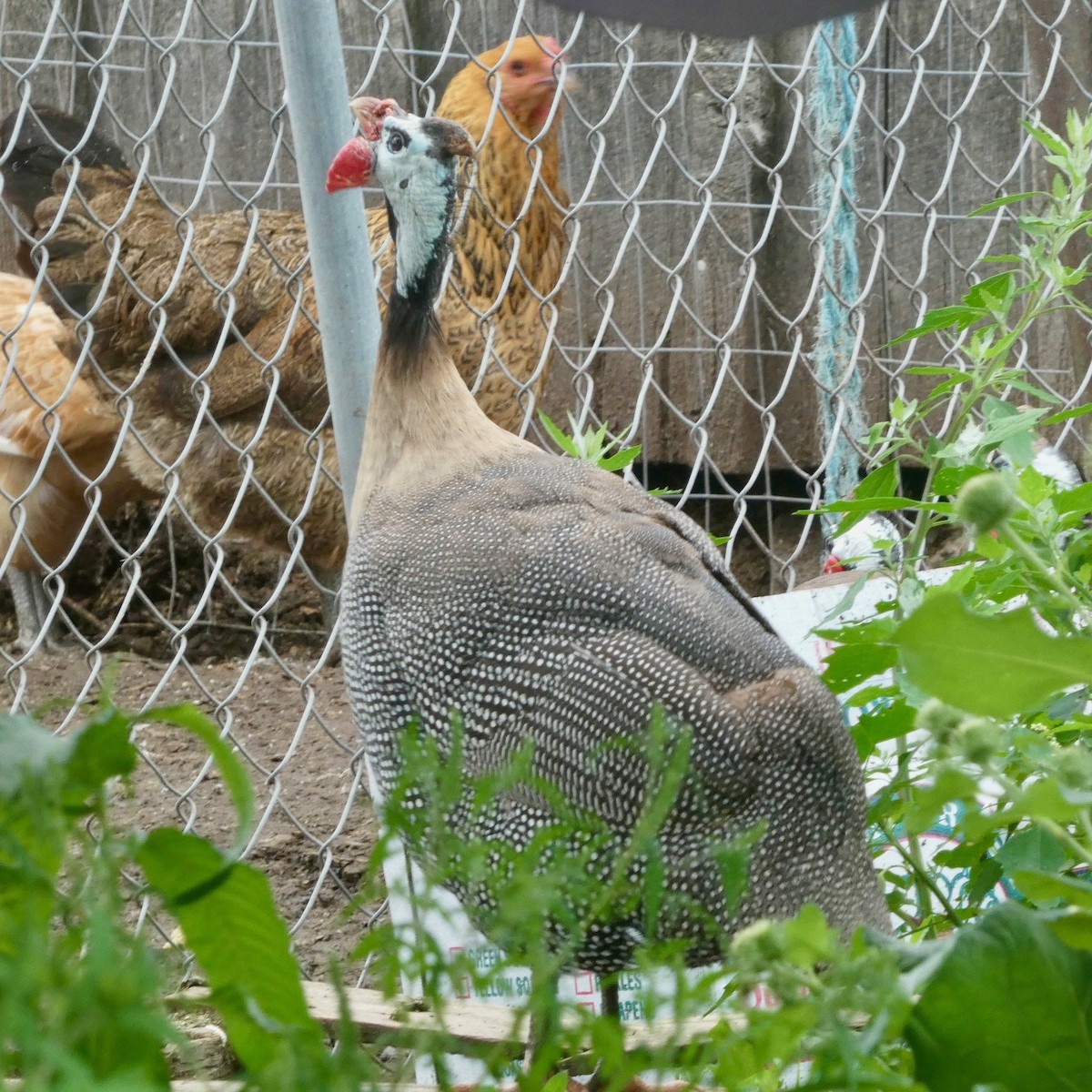 Helmeted Guineafowl (Domestic type) - ML622141309