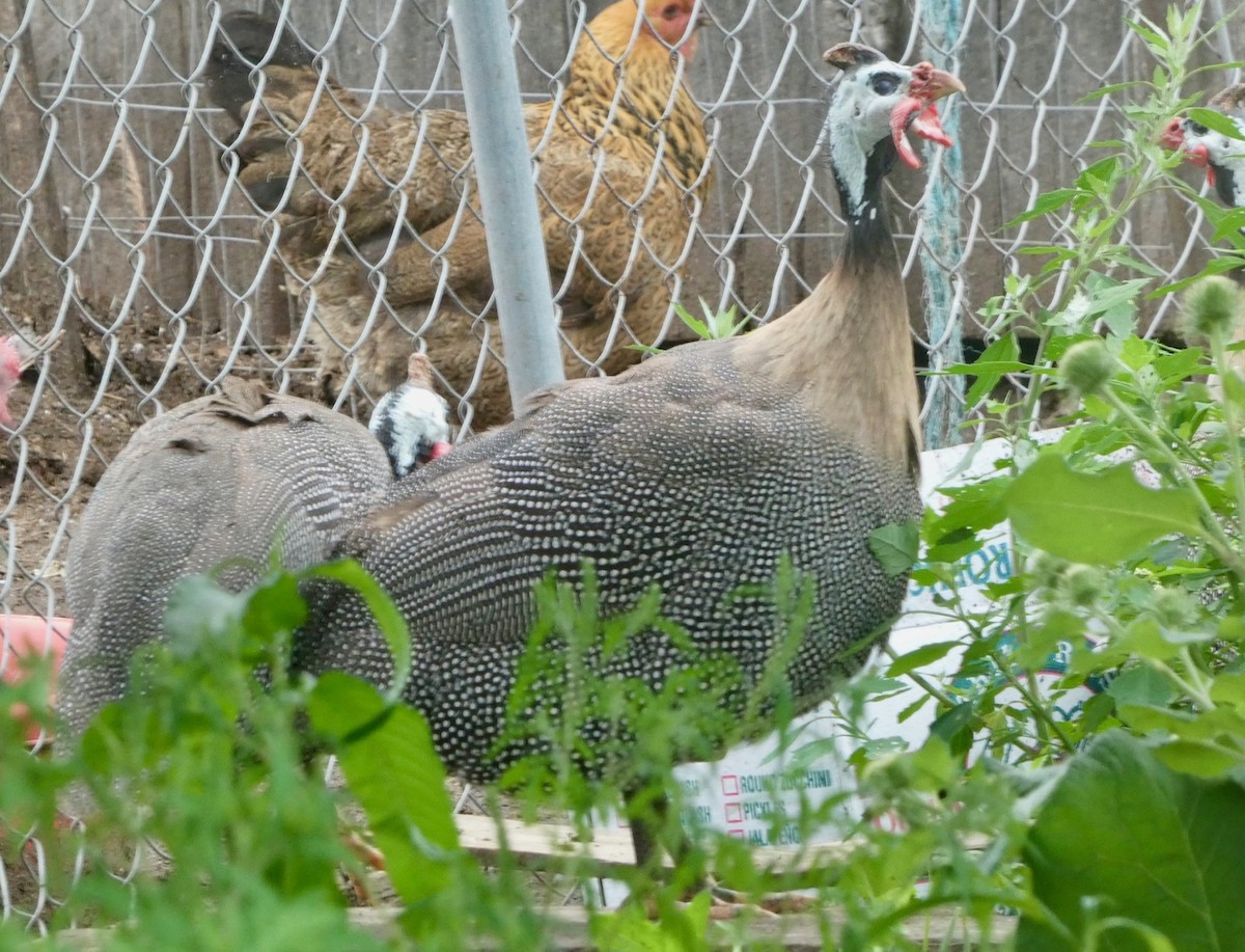 Helmeted Guineafowl (Domestic type) - ML622141310