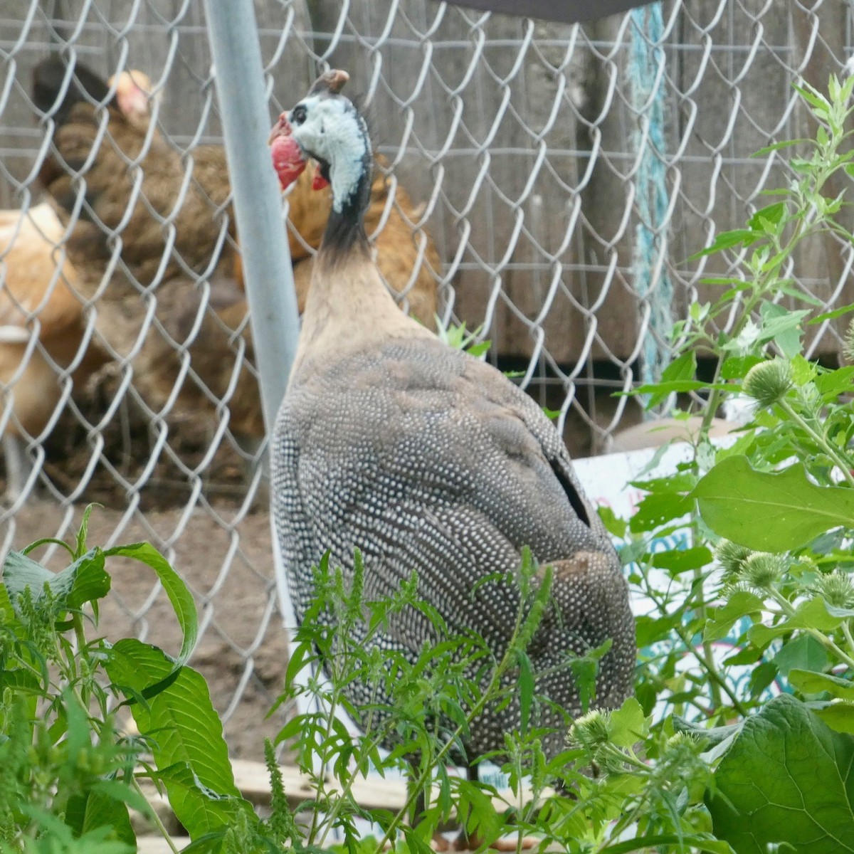 Helmeted Guineafowl (Domestic type) - ML622141311