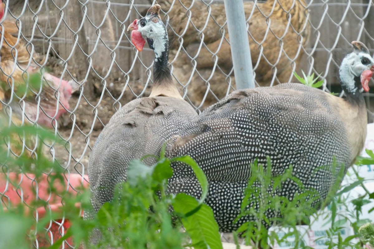 Helmeted Guineafowl (Domestic type) - ML622141312