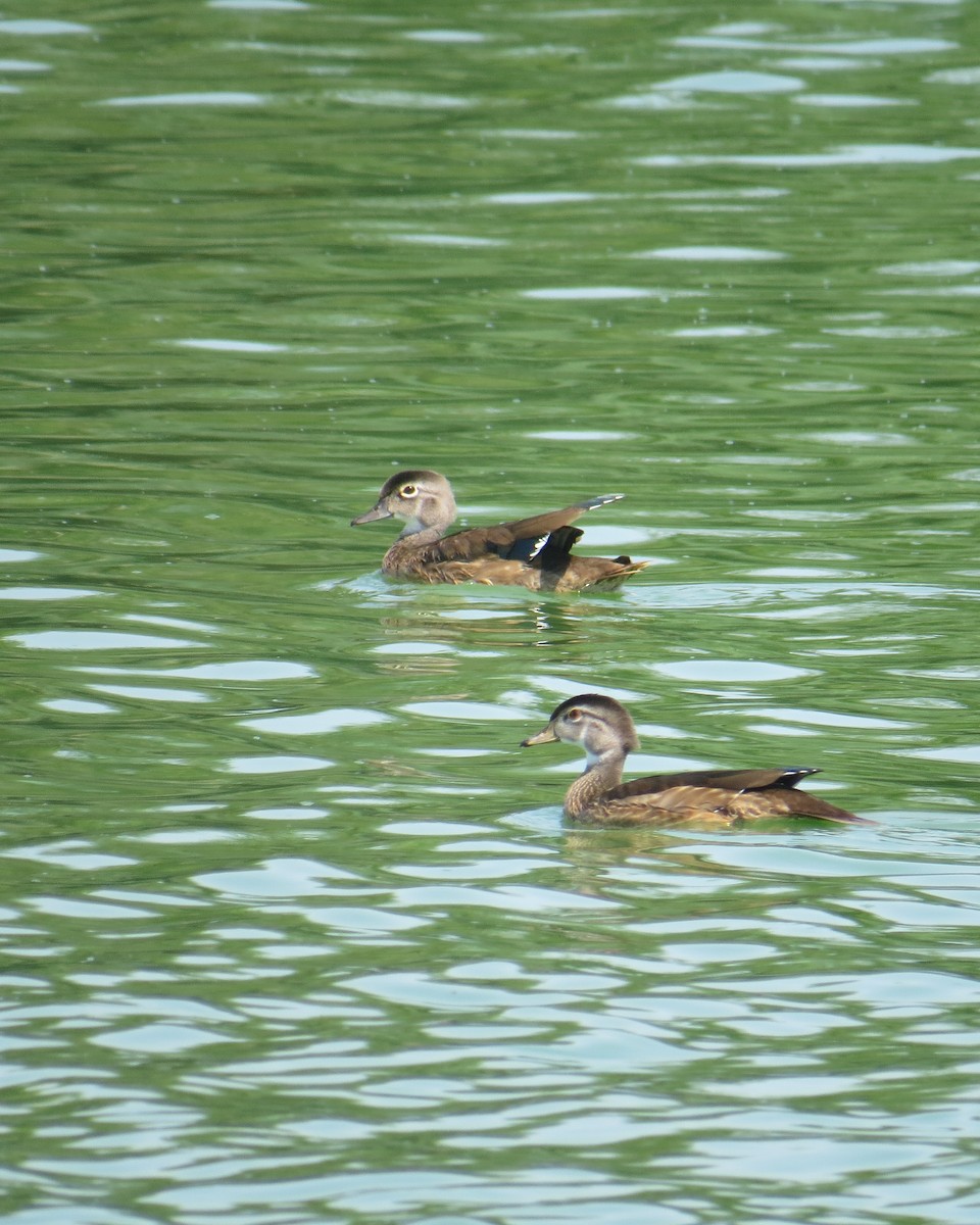 Wood Duck - ML622141319