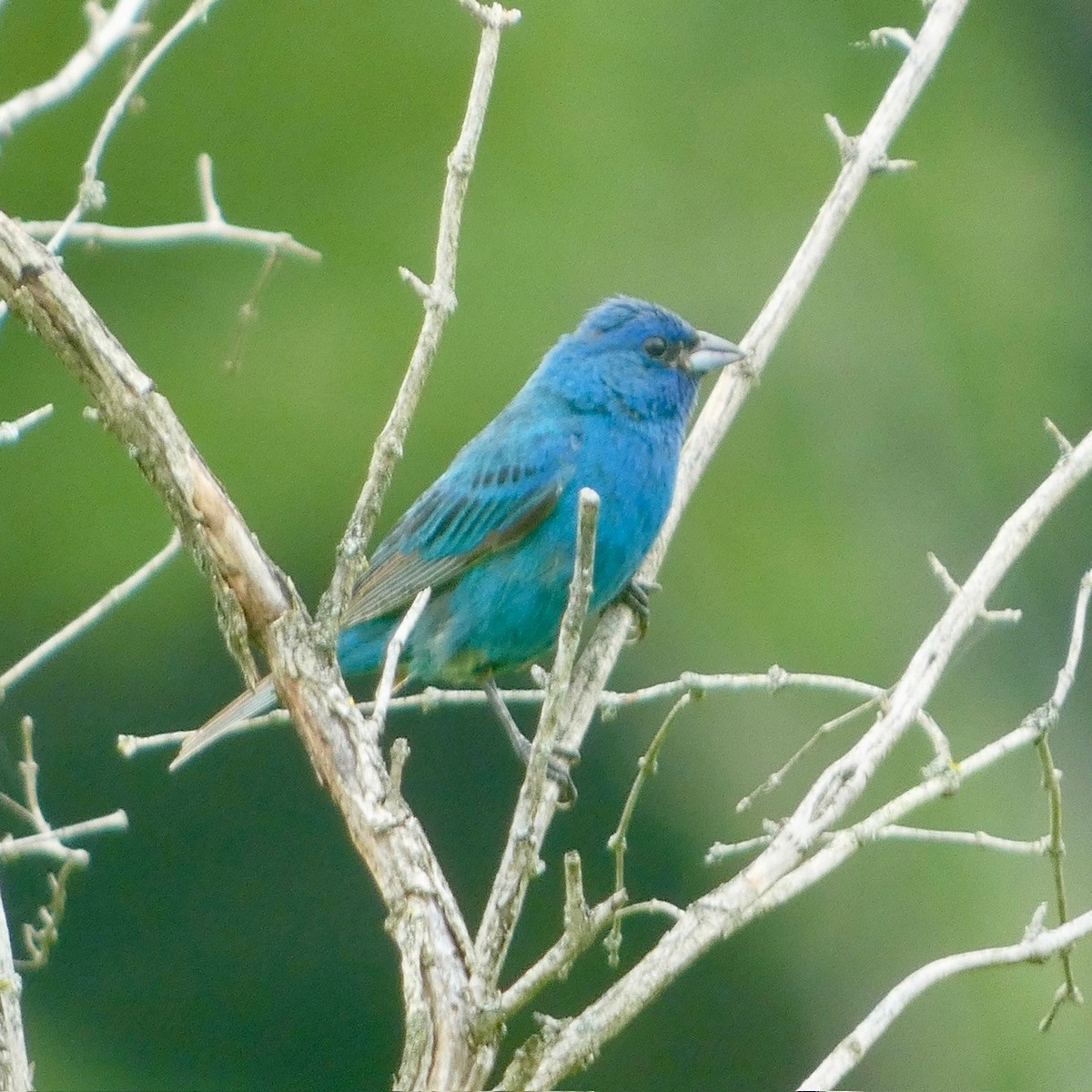 Indigo Bunting - ML622141355