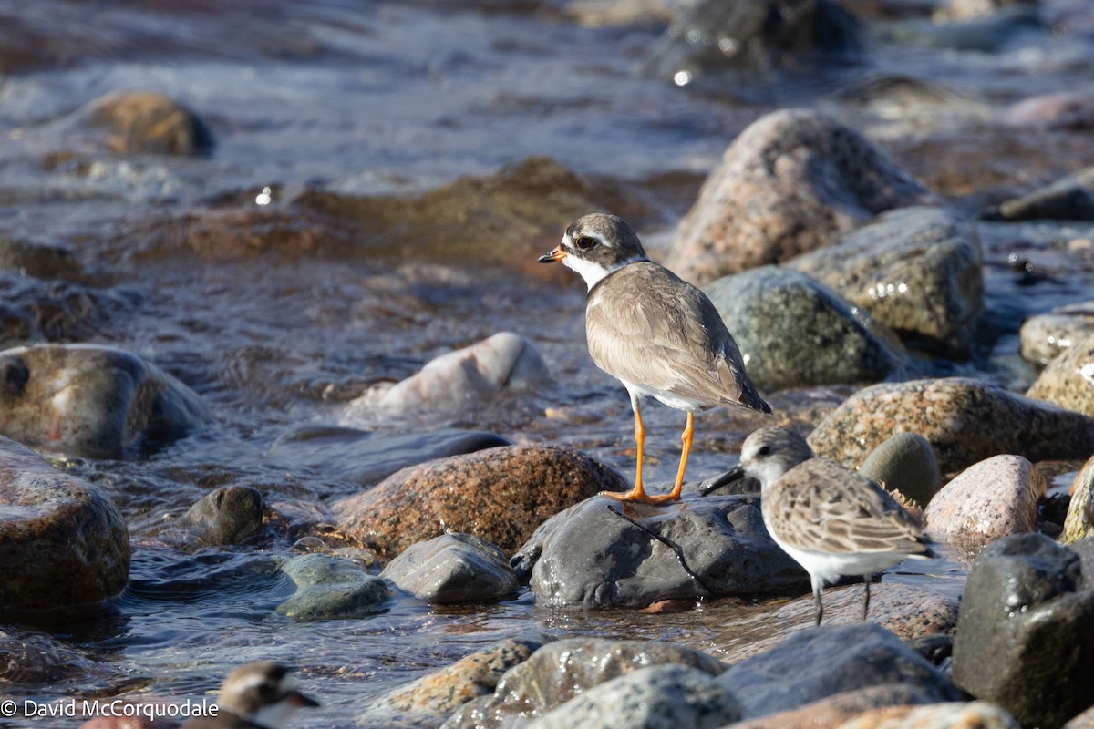 Semipalmated Plover - David McCorquodale