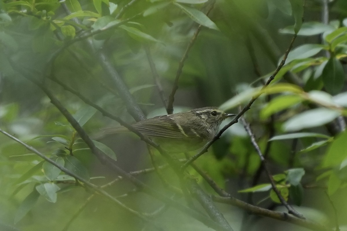 Sichuan Leaf Warbler - Jerome Zhang