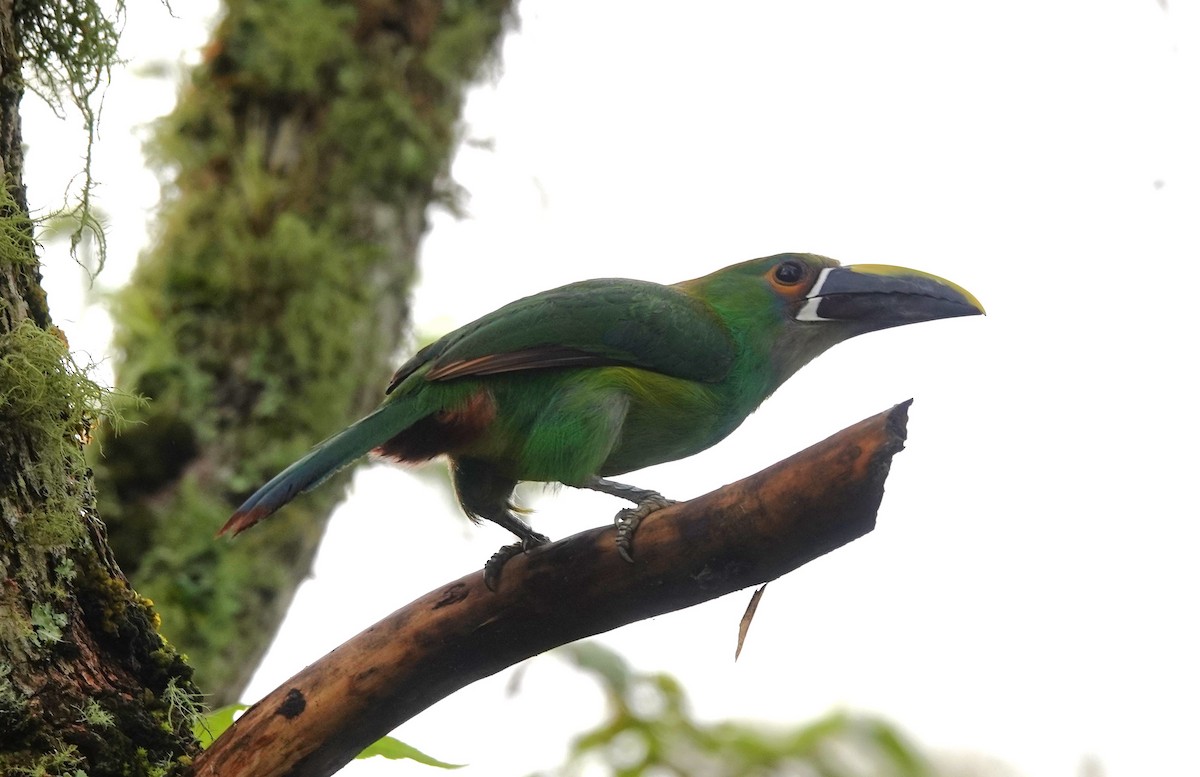 ミナミキバシミドリチュウハシ（griseigularis） - ML622141371