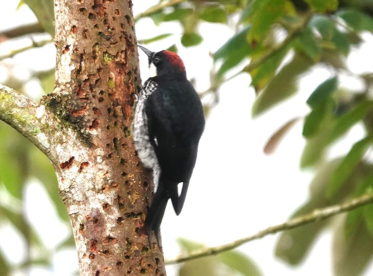 Acorn Woodpecker - Iliana Stokes