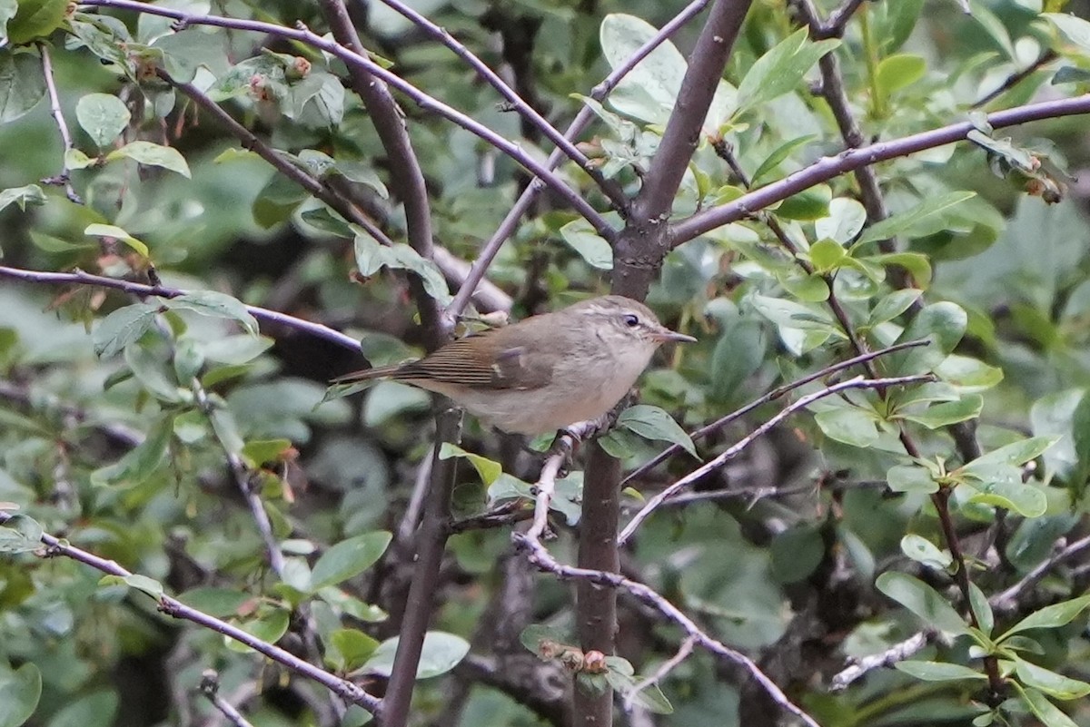 Large-billed Leaf Warbler - ML622141382