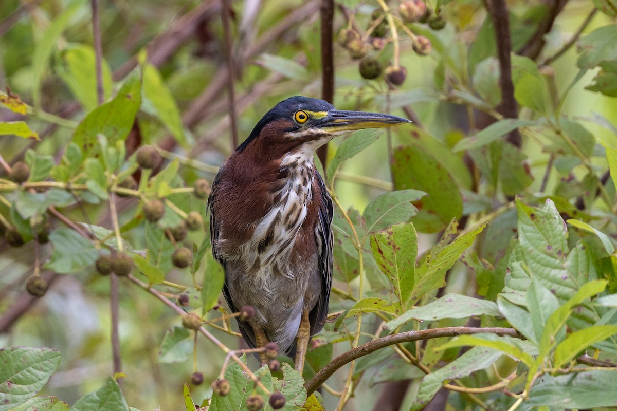 Green Heron - Gavin Howe
