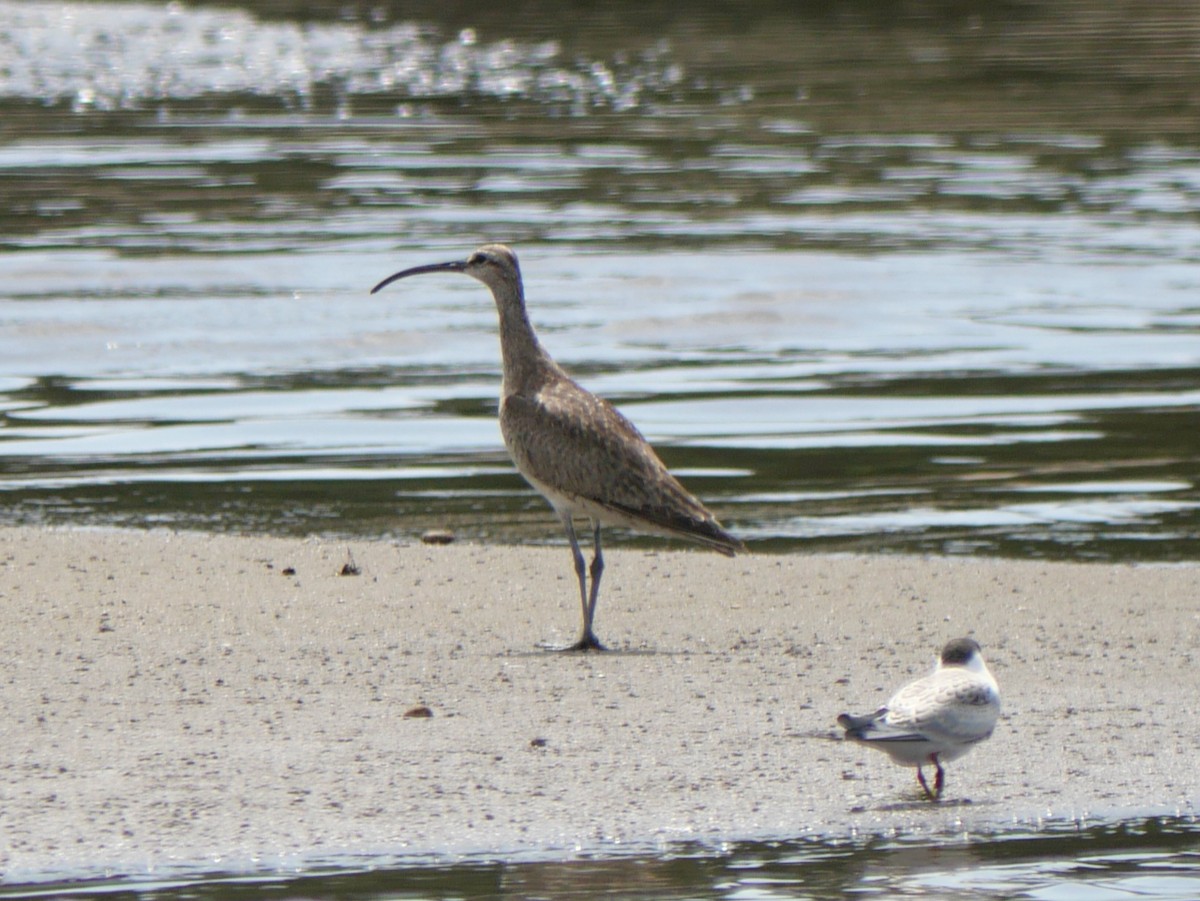 Whimbrel - ML622141462