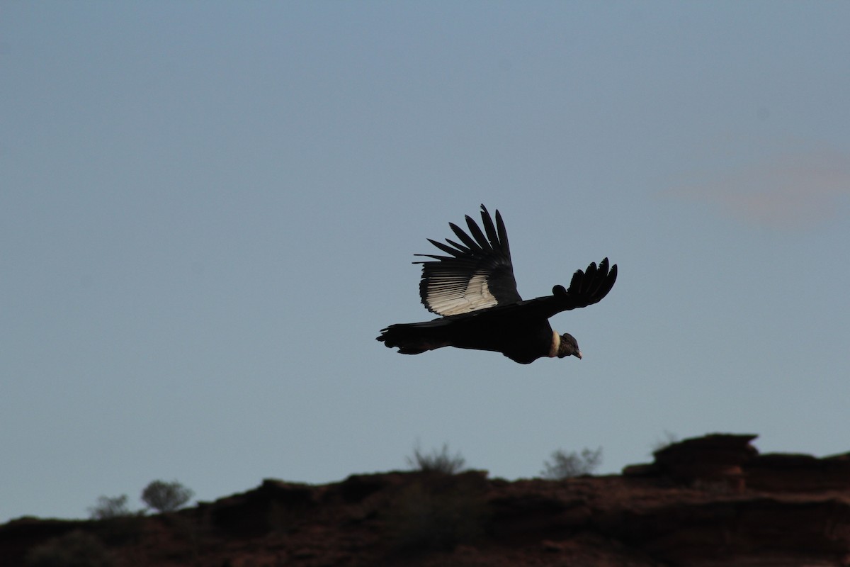 Andean Condor - ML622141472