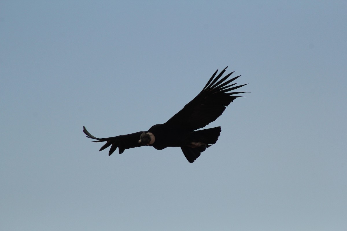 Andean Condor - ML622141473