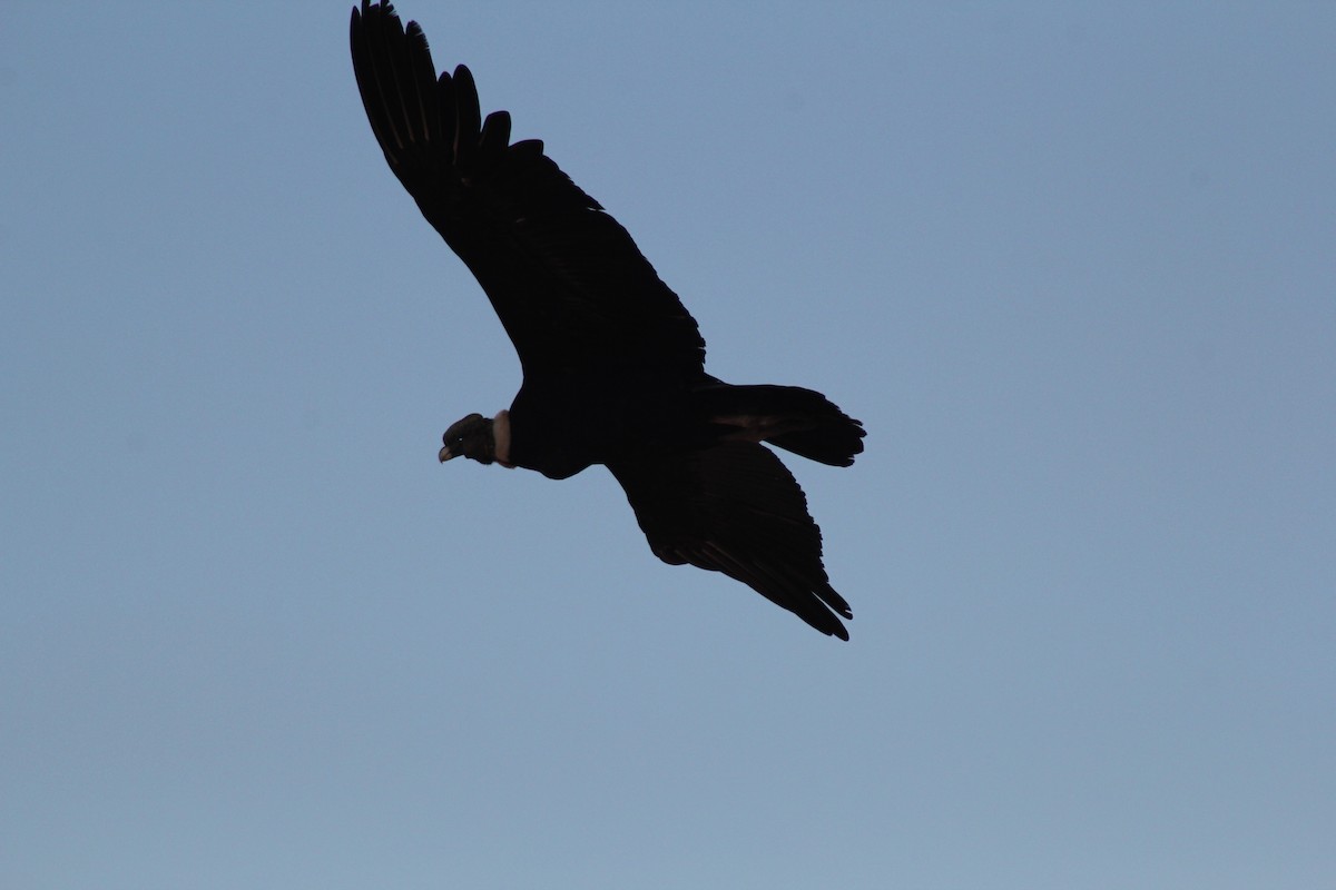 Andean Condor - ML622141474