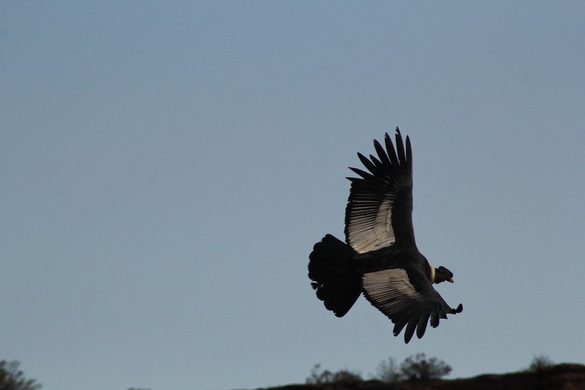 Andean Condor - ML622141475