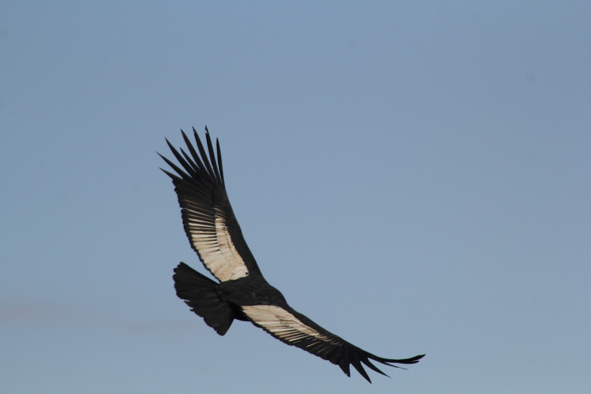 Andean Condor - ML622141476