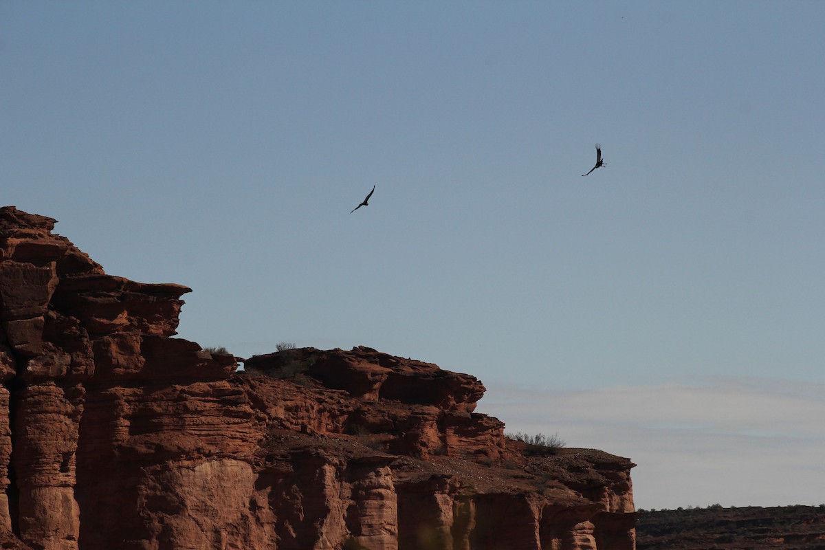 Andean Condor - ML622141477