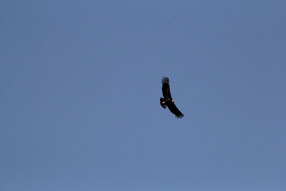 Andean Condor - ML622141478