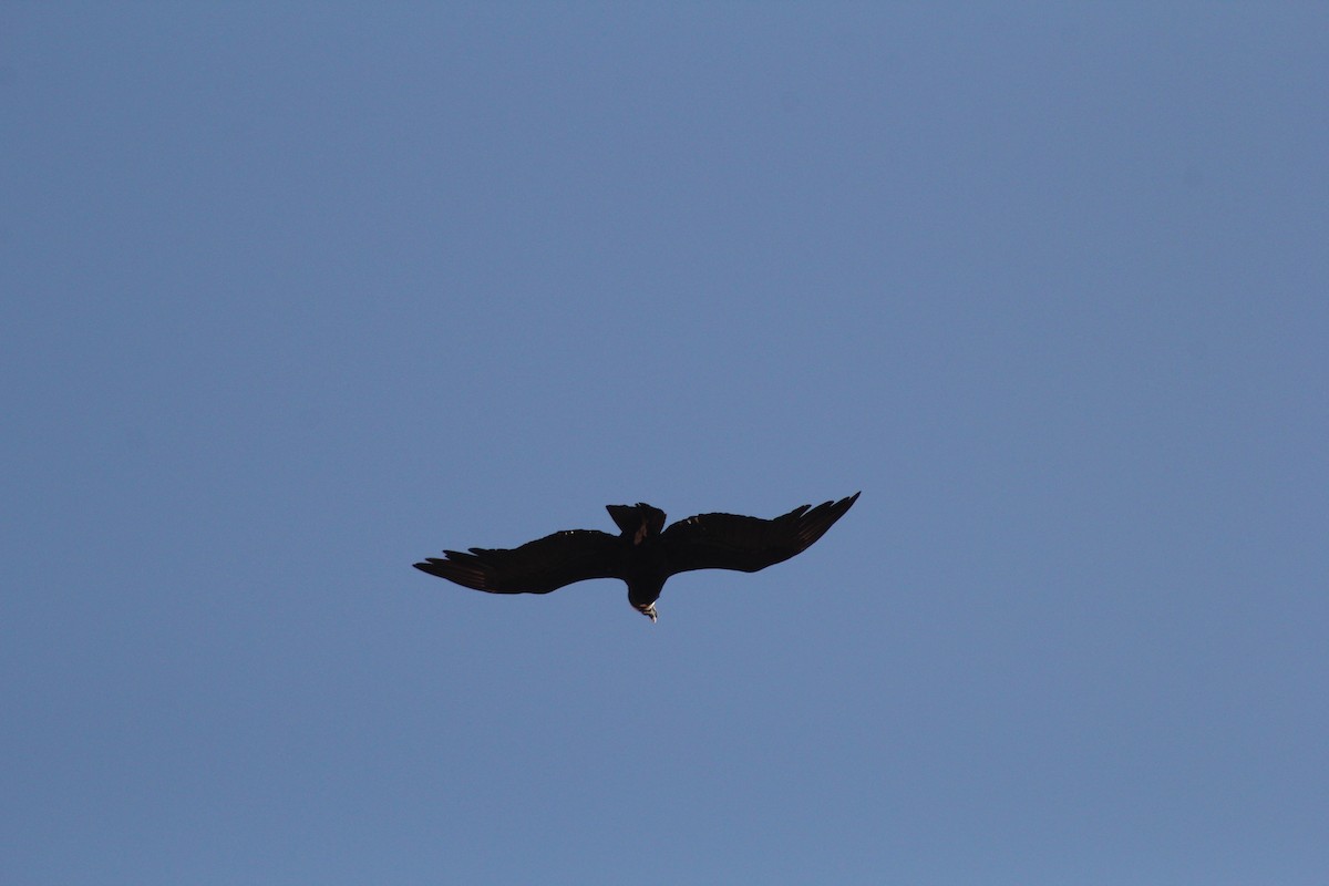 Andean Condor - ML622141479
