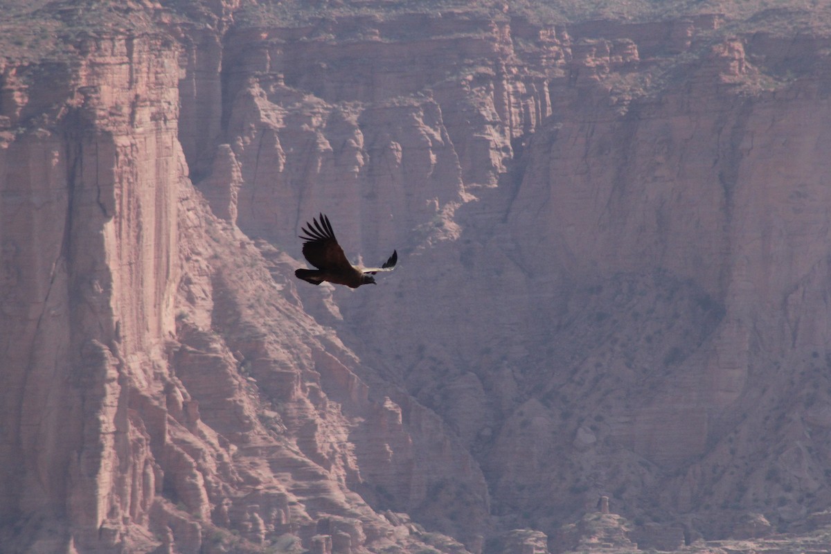 Andean Condor - ML622141480