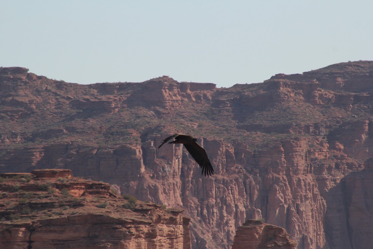 Andean Condor - ML622141482