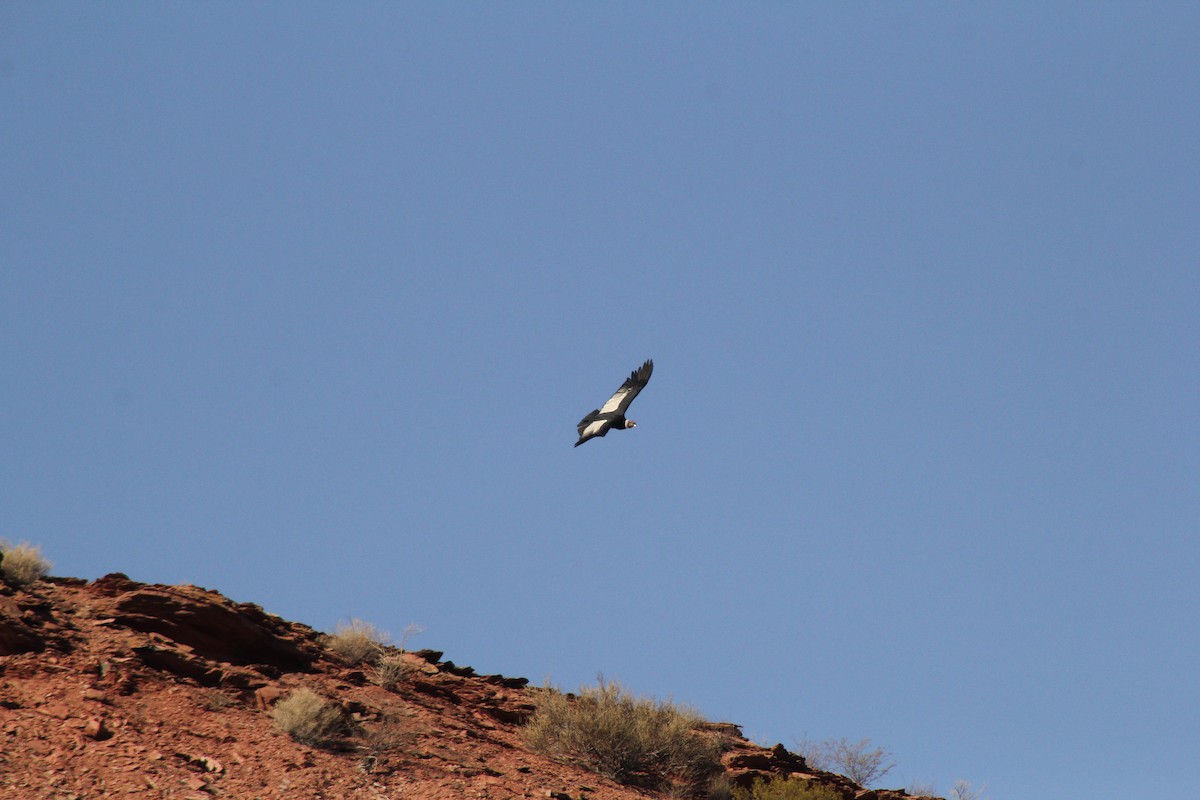 Andean Condor - ML622141483