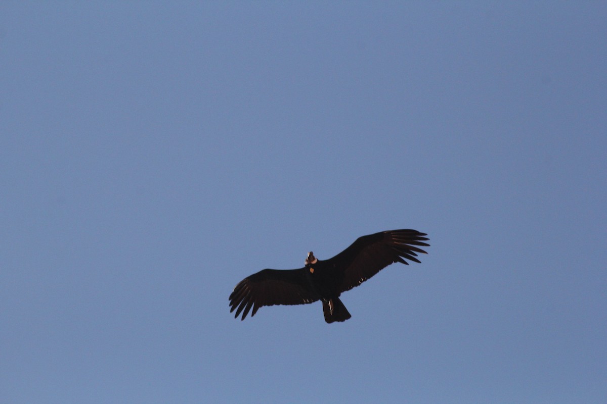 Andean Condor - ML622141484