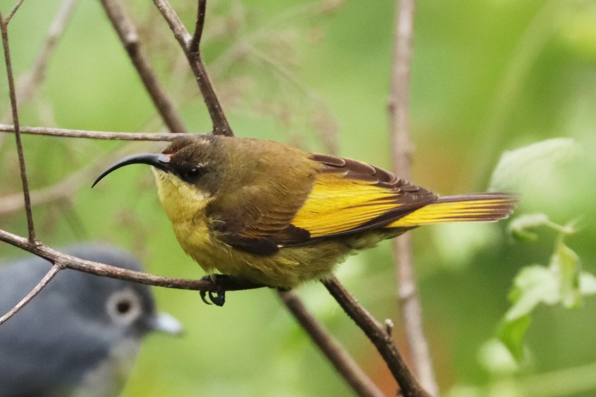 Golden-winged Sunbird - ML622141495