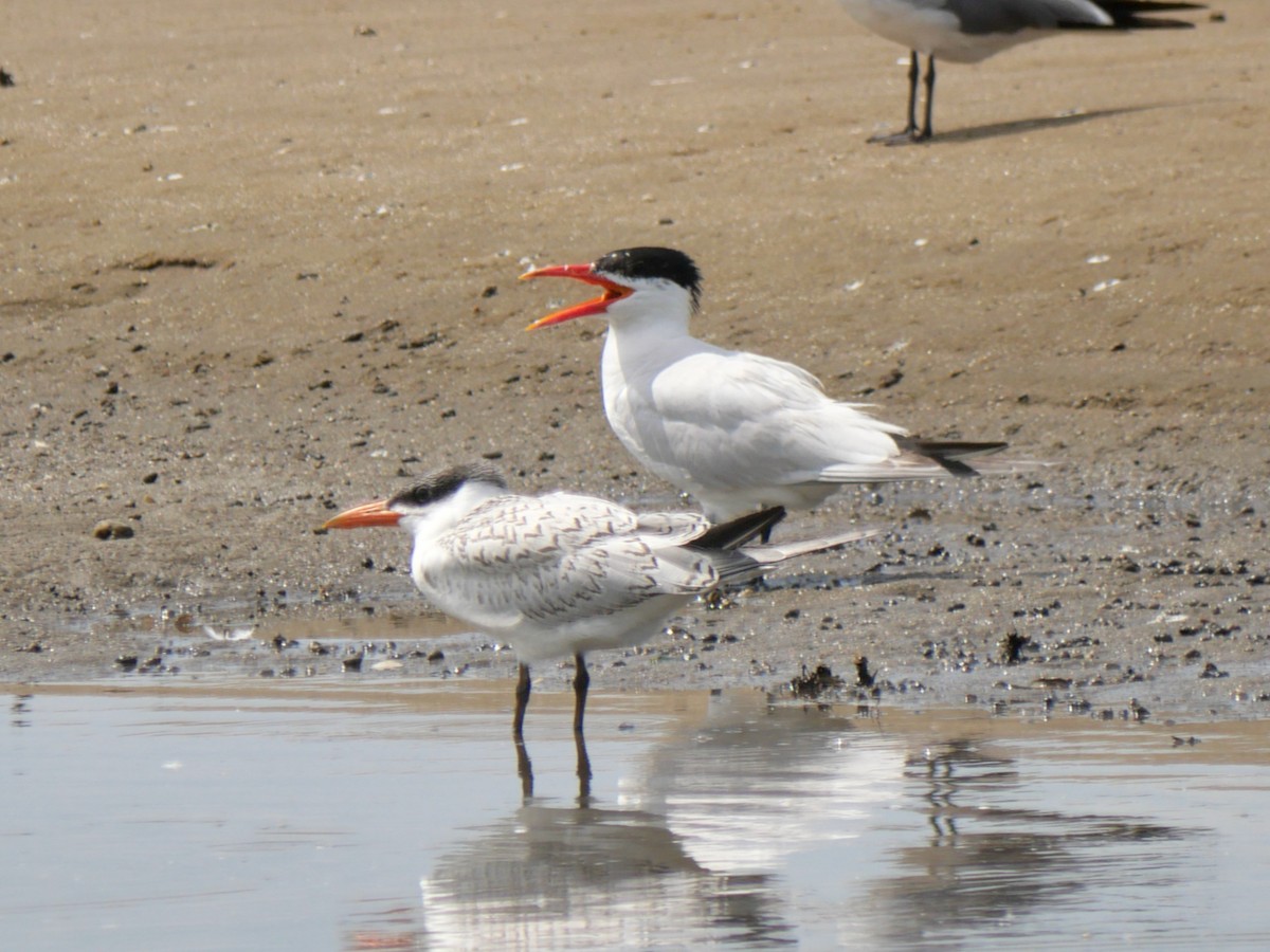 Caspian Tern - ML622141522