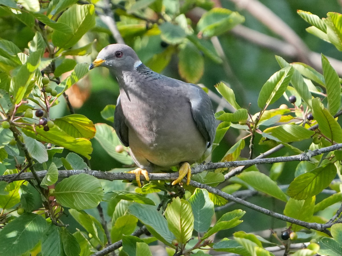 Band-tailed Pigeon - ML622141545