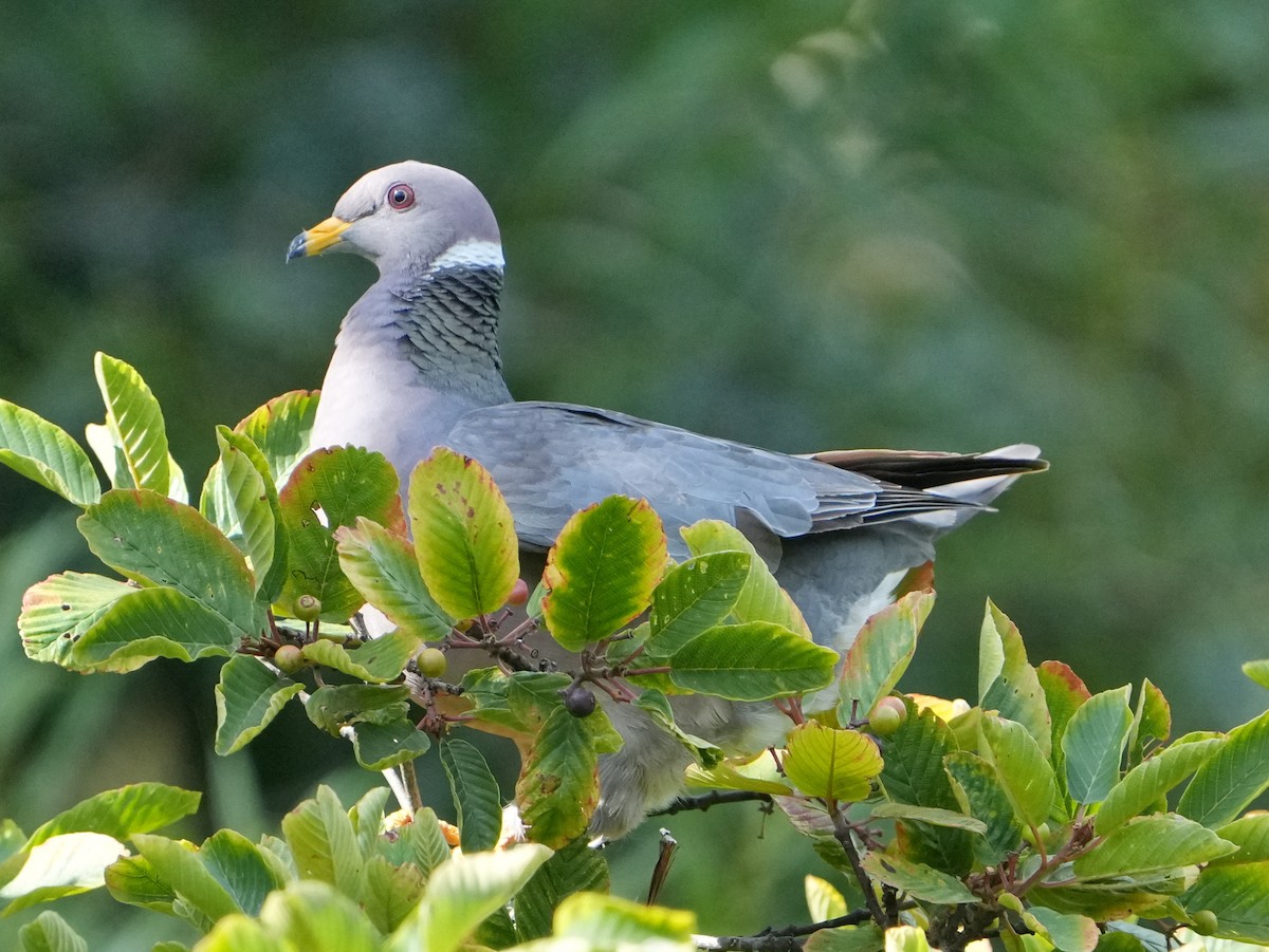 Band-tailed Pigeon - ML622141546
