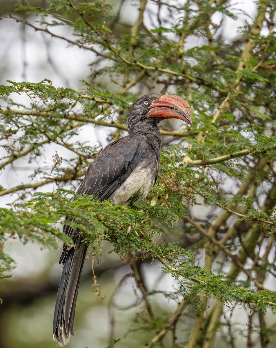 Crowned Hornbill - ML622141552