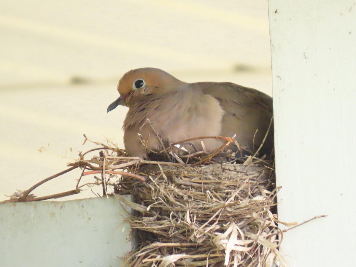 Mourning Dove - ML622141553