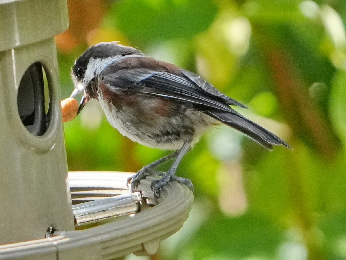 Chestnut-backed Chickadee - ML622141555