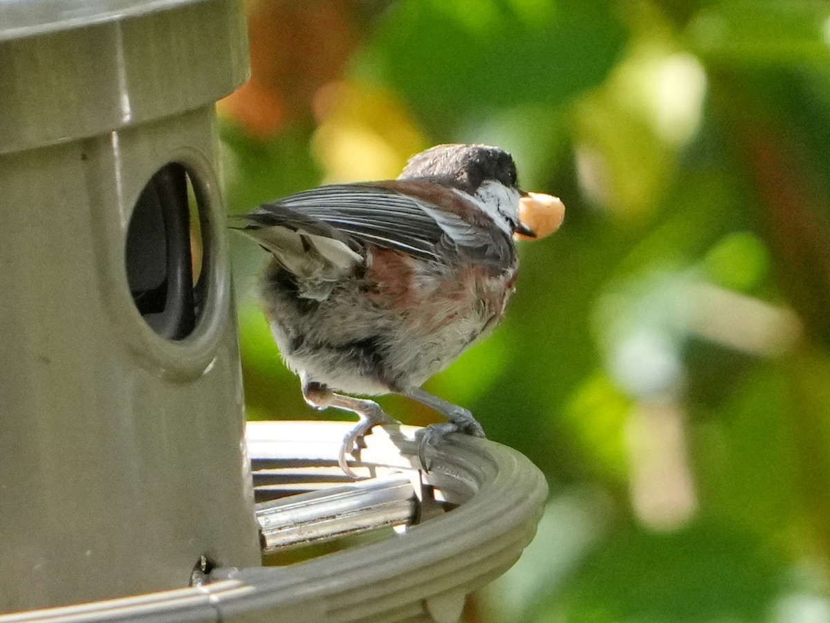 Chestnut-backed Chickadee - ML622141557