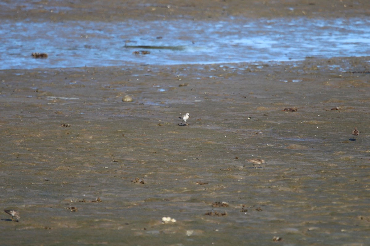 Semipalmated Sandpiper - ML622141561